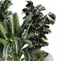 Indoor Plants With Large Leaf Palm And Monstera In Black Metal Woven Marble Pots