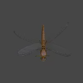 Colorful Dragonfly With Blue Wings And Yellow Brown Body Flying On Dark Background