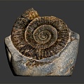 Chi chrysanthemum stone ancient fossil stone chrysanthemum fossil items 3d model