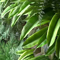 Living Plant Wall With Lush Green Foliage And Various Leaf Types For Indoor Decor