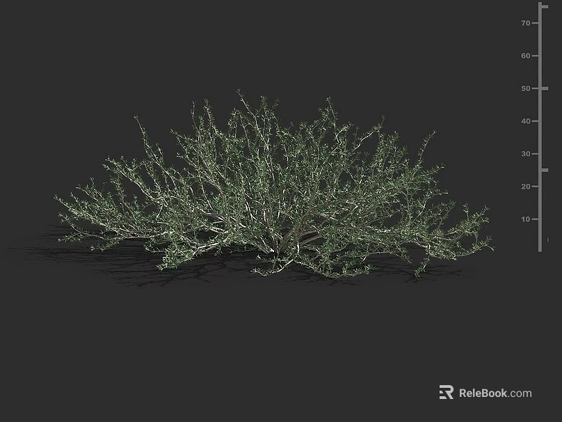 Lush Green Shrub With Dense Foliage And Natural Growth Structure 3d model