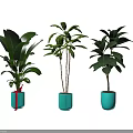 Three Lush Arbor Trees Planted in Blue Pots with Green Foliage