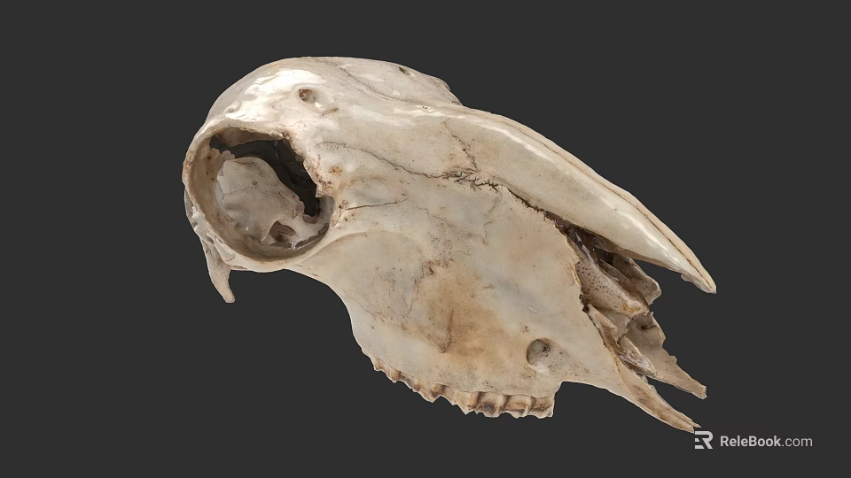 Detailed Animal Skull With Natural Bone Texture And Anatomical Structure 3d model 