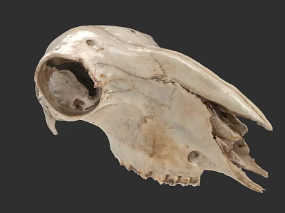 Detailed Animal Skull With Natural Bone Texture And Anatomical Structure 3d model