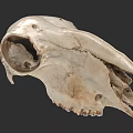 Detailed Animal Skull With Natural Bone Texture And Anatomical Structure