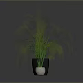Potted Plants with Different Sizes and Colors on Black Floor Against Gray Background Showing Reflection