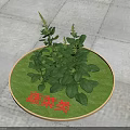 Fresh Vegetable Plants Growing On Round Green Tray With Red Label