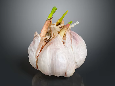 Fresh Garlic Bulb with Green Sprouts on Dark Reflective Background 3d model
