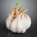 Fresh Garlic Bulb with Green Sprouts on Dark Reflective Background 3d model