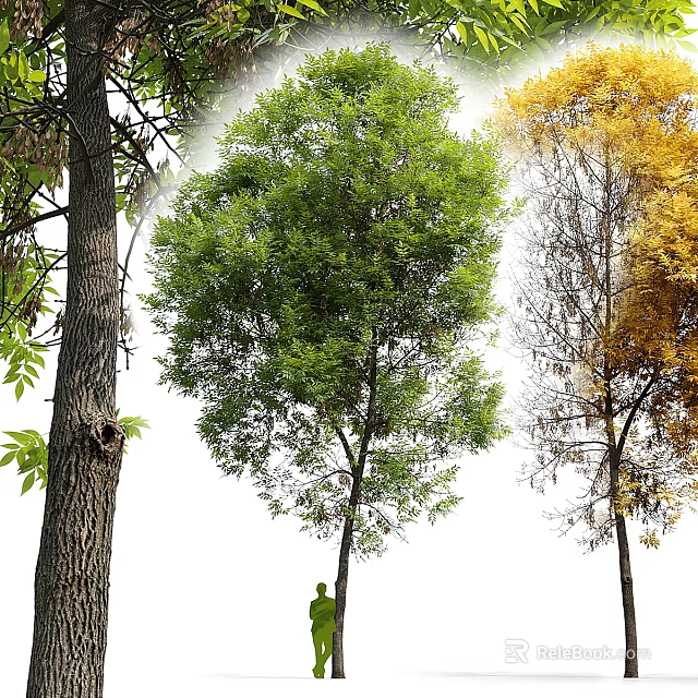 Arbor With Thick Trunk Lush Green Foliage And Tall Growth Structure In Natural Environment 3d model 
