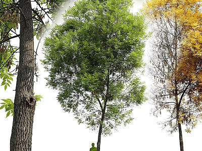 Arbor With Thick Trunk Lush Green Foliage And Tall Growth Structure In Natural Environment 3d model