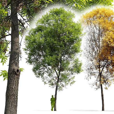 Arbor With Thick Trunk Lush Green Foliage And Tall Growth Structure In Natural Environment 3d model