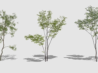 Modern Trees 3d model