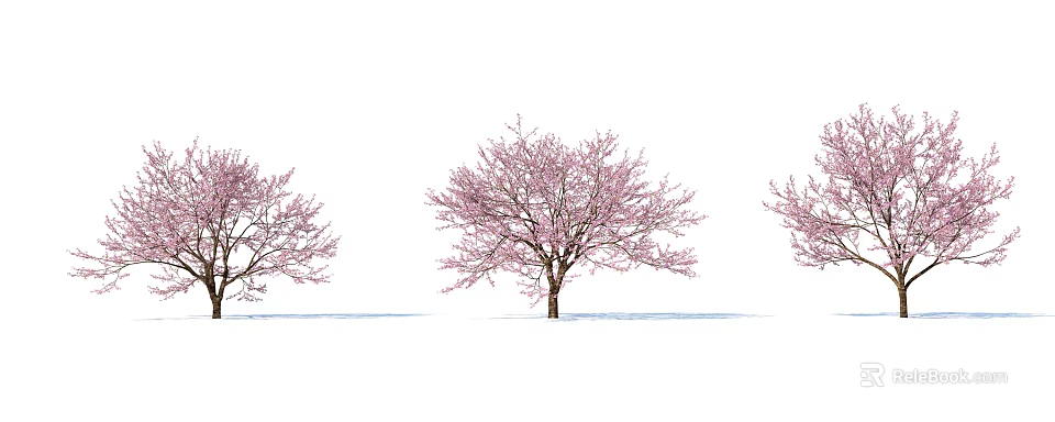 Beautiful Pink Blossom Trees Standing in a Row Against White Background With Shadows 3d model 