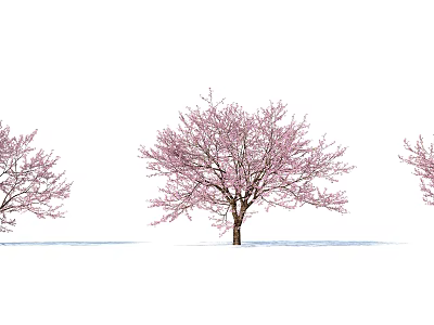 Beautiful Pink Blossom Trees Standing in a Row Against White Background With Shadows 3d model