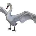 White Swan Aquatic Bird With Spread Wings Graceful Pose And Detailed Feathers
