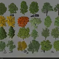 Various Arbor Trees In Natural Setting With Green Yellow Orange Leaves And Unique Shapes