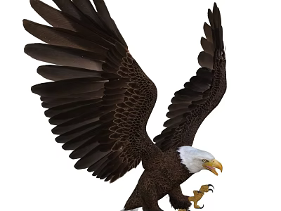 Majestic Bald Eagle Spreading Wings in Flight with White Head and Sharp Claws 3d model