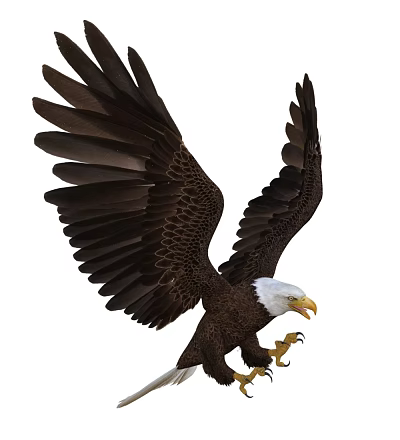 Majestic Bald Eagle Spreading Wings in Flight with White Head and Sharp Claws 3d model
