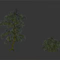 Tall and Short Pine Trees Featuring Slender Trunk Sparse and Dense Foliage on White Background
