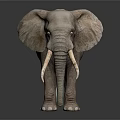 Elephant With Long Ivory Tusks Standing On Black Reflective Ground Against Gray Background