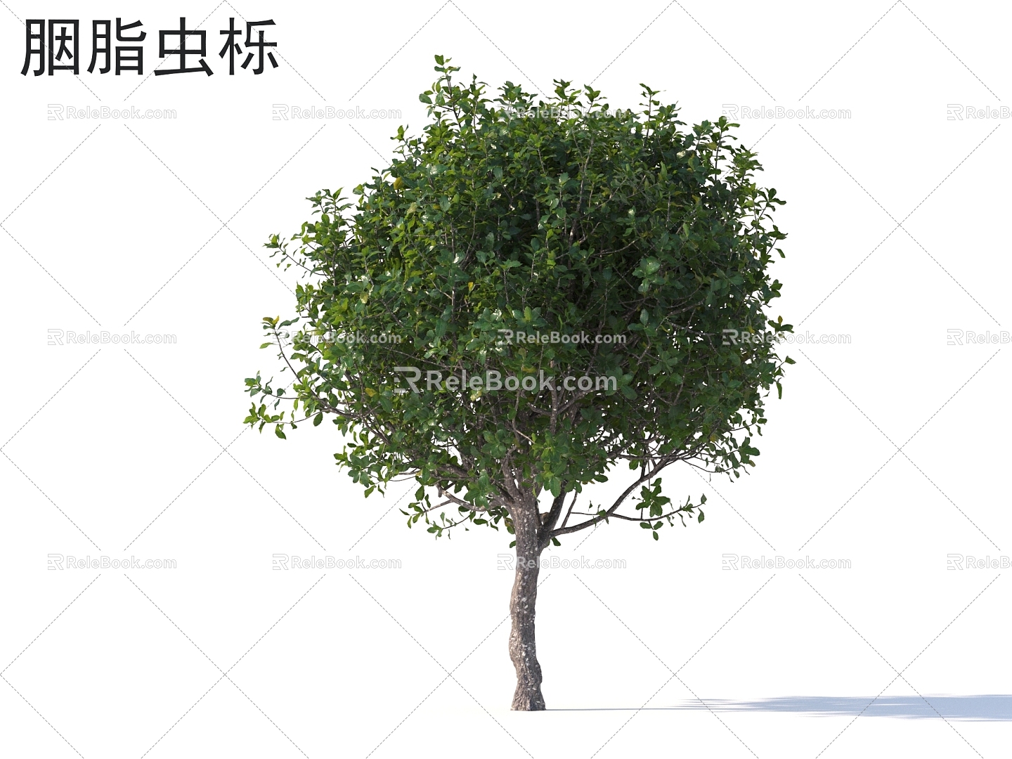 Cochineal Oak Flowers and Shrubs Plants model