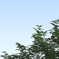 Modern Tree Beech Tree 3d model