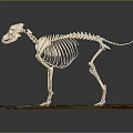 Medical Device Animal Skeleton Model for Veterinary Anatomy Educational Teaching Tool