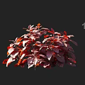 Vibrant Red Leaf Plants With Lush Foliage And Healthy Growth Features