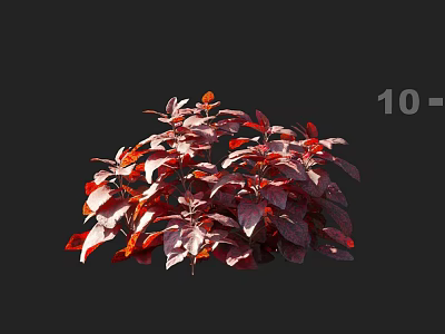 Vibrant Red Leaf Plants With Lush Foliage And Healthy Growth Features 3d model