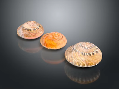 Multicolored Shell Shaped Decorative Ornament Set For Home Decor With Glossy Patterned Surface 3d model