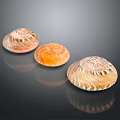 Multicolored Shell Shaped Decorative Ornament Set For Home Decor With Glossy Patterned Surface