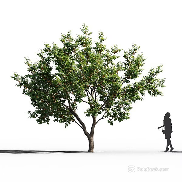Tall Arbor with Lush Green Leaves and Person Silhouette Standing Beside 3d model 