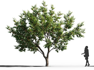 Tall Arbor with Lush Green Leaves and Person Silhouette Standing Beside 3d model