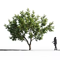 Tall Arbor with Lush Green Leaves and Person Silhouette Standing Beside