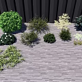 Different Varieties of Shrubs with Green Foliage and White Flowers on Wooden Deck