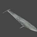 Realistic Whale Swimming Gracefully In Clear Blue Ocean Water Scene