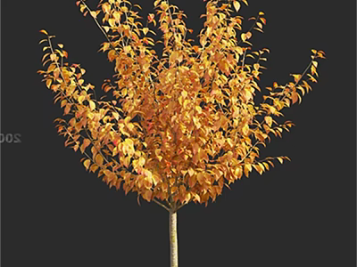 Autumn Arbor with Vibrant Orange Yellow Leaves and Lush Foliage 3d model