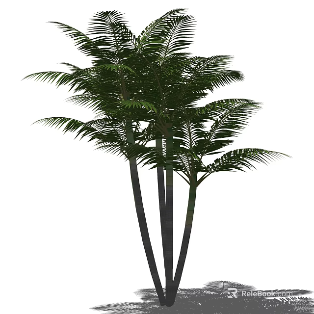 Tall Palm Trees With Feathery Fronds And Multiple Trunks In Natural Environment 3d model 