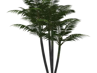 Tall Palm Trees With Feathery Fronds And Multiple Trunks In Natural Environment 3d model