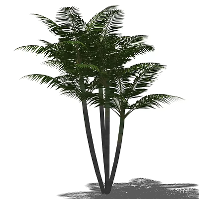 Tall Palm Trees With Feathery Fronds And Multiple Trunks In Natural Environment 3d model
