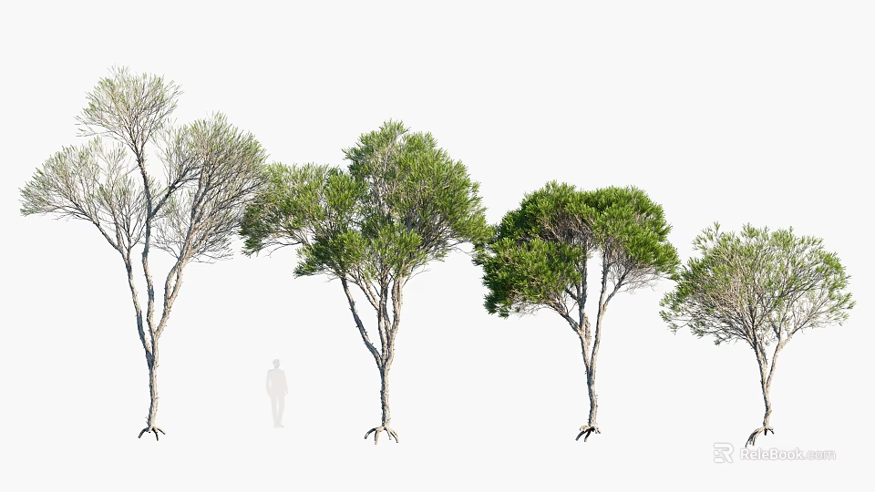 Arbor Trees With Visible Trunks Roots And Green Foliage Size Comparison 3d model