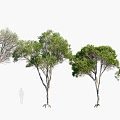 Plants Trees Arbor 3d model