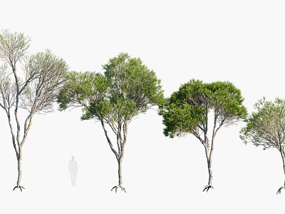 Arbor Trees With Visible Trunks Roots And Green Foliage Size Comparison 3d model