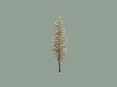 Tall Evergreen Arbor with Slender Trunk Dense Green Foliage in Natural Scene 3d model