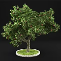 Lush Fruit Tree With Red Fruits Green Leaves Thick Trunk And Green Grass