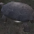 Large Reptile Tortoise With Detailed Shell Texture Scaly Limbs And Open Mouth On Natural Ground