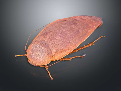 Detailed Close Up View Of Brown Cockroach Body Exoskeleton On Dark Background 3d model