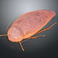 Detailed Close Up View Of Brown Cockroach Body Exoskeleton On Dark Background