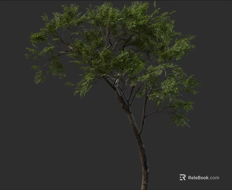 Lush Green Tree With Dense Foliage And Branchy Trunk On Dark Background 3d model 